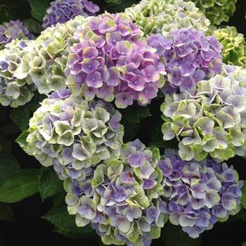 Hydrangea macrophylla Magical® 'Amethyst' (230394)