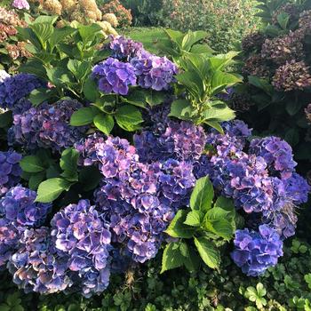 Hydrangea macrophylla Magical® 'Bluebells™' (230400)