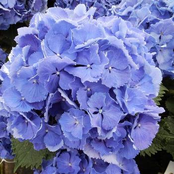 Hydrangea macrophylla Magical® 'Bluebells™' (230403)