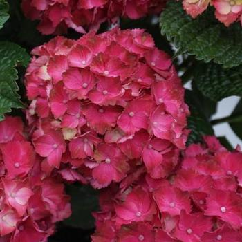 Hydrangea macrophylla Magical® 'Bolero' (230405)