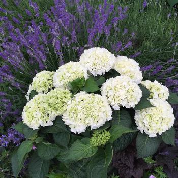 Hydrangea macrophylla Magical® 'Bride™' (230411)