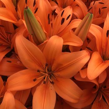 Lilium 'Matrix Orange®' (230670)