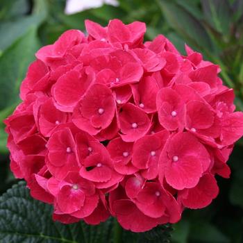 Hydrangea macrophylla Magical® 'Cerise' (230679)