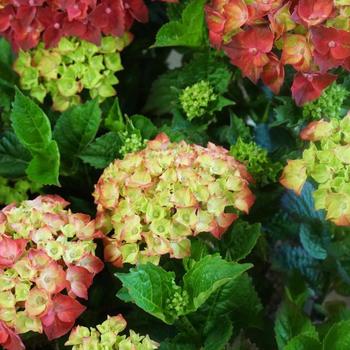 Hydrangea macrophylla Magical® 'Crimson' (230717)