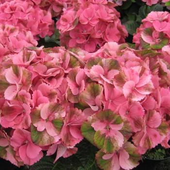 Hydrangea macrophylla Magical® 'Elegance' (230721)