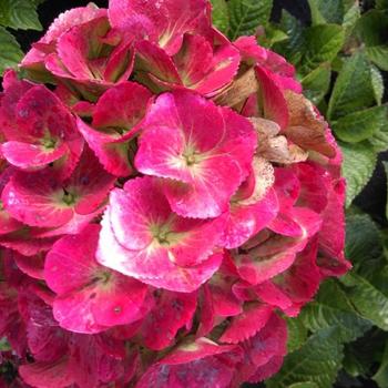 Hydrangea macrophylla Magical® 'Elegance' (230722)