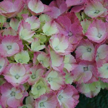 Hydrangea macrophylla Magical® 'Elegance' (230723)