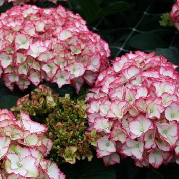 Hydrangea macrophylla Magical® 'Flamenco' (230726)