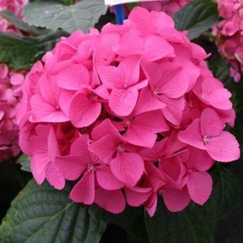 Hydrangea macrophylla Magical® 'Garnet' (230729)