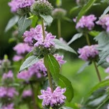 Phlomis cashmeriana