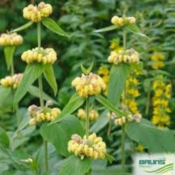 Phlomis russeliana