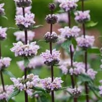 Phlomis tuberosa