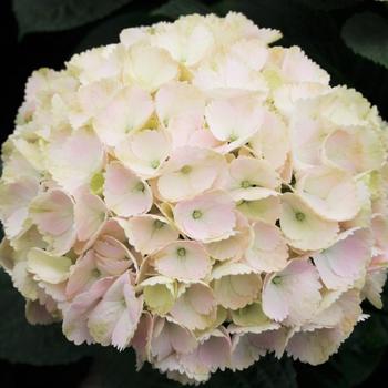 Hydrangea macrophylla Seaside Serenade® 'Cape Lookout' (231076)