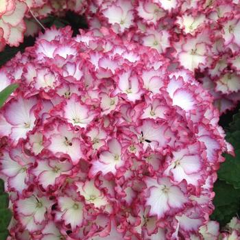 Hydrangea macrophylla Seaside Serenade® 'Fire Island' (231079)