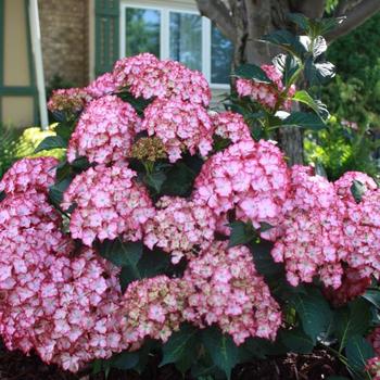 Hydrangea macrophylla Seaside Serenade® 'Fire Island' (231081)