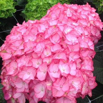 Hydrangea macrophylla Seaside Serenade® 'Hamptons' (231082)