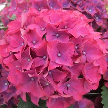 Hydrangea macrophylla Seaside Serenade® 'Cape Hatteras' (231085)