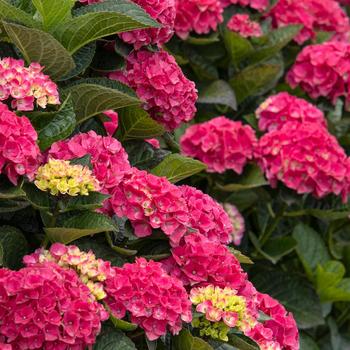 Hydrangea macrophylla Seaside Serenade® 'Martha's Vineyard' (231087)