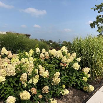 Hydrangea paniculata Magical® 'Candle' (231108)