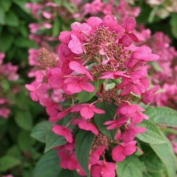 Hydrangea paniculata Magical® 'Fire' (231111)