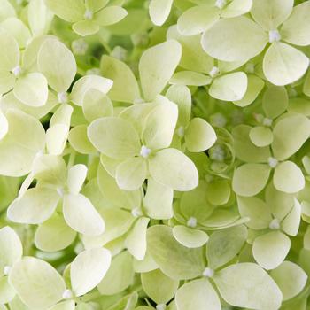 Hydrangea paniculata Magical® 'Lime Sparkle' (231115)