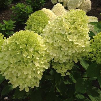 Hydrangea paniculata 'Moonrock™' (231125)