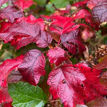 Hydrangea quercifolia 'Snowcicle' (231135)