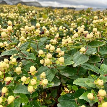 Hypericum x inodorum FloralBerry® 'Champagne' (231139)