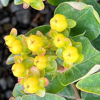 Hypericum x inodorum FloralBerry® 'Chardonnay' (231141)