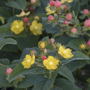 Hypericum x inodorum FloralBerry® 'Pinot' (231142)