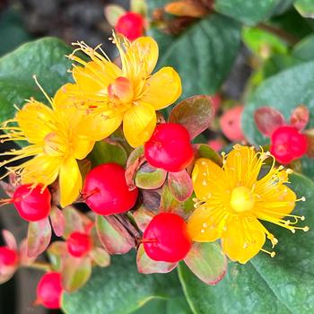 Hypericum x inodorum FloralBerry® 'Rose' (231146)