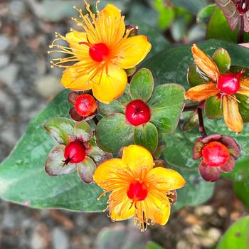 Hypericum x inodorum FloralBerry® 'Sangria' (231148)