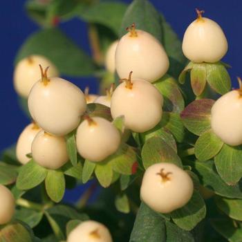 Hypericum x inodorum Magical® 'Ivory' (231160)