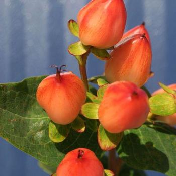 Hypericum x inodorum 'Magical Pumpkin' (231192)