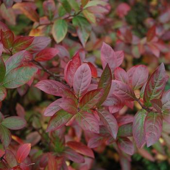 Itea virginica 'Scarlet Beauty™' (231218)