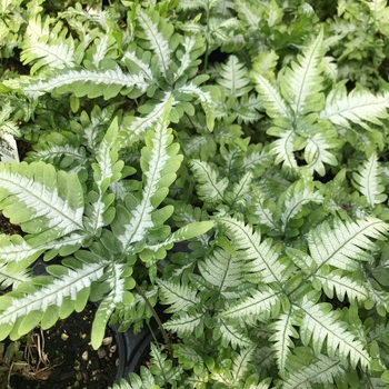 Pteris argyraea