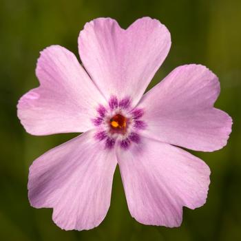 Phlox subulata GoldiPhlox™ Light Pink