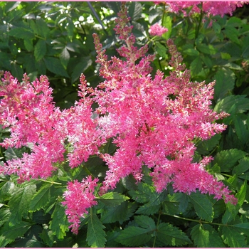Astilbe simplicifolia 'Pink Lightning' False Spirea from Garden Center  Marketing
