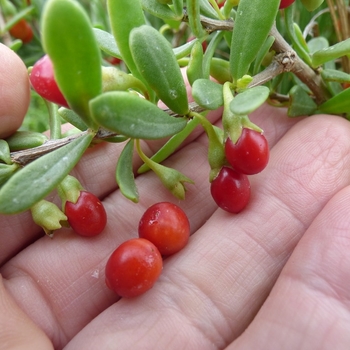Goji Sweet Lifeberry® - Lycium barbarum à baies allongées et sucrées