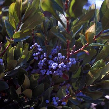 Myrica pensylvanica 'Silver Sprite™' (232167)