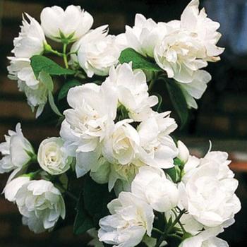 Philadelphus 'Snow White™' (232177)