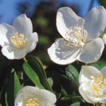 Philadelphus 'Snow White™' (232178)