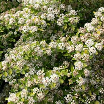 Physocarpus opulifolius 'Raspberry Lemonade™' (232181)