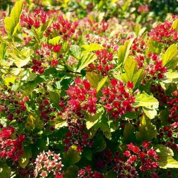 Physocarpus opulifolius 'Raspberry Lemonade™' (232182)