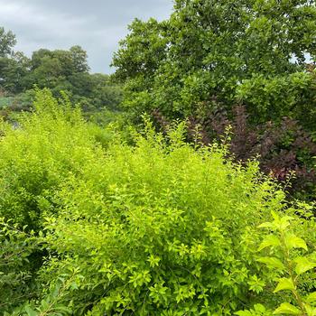 Physocarpus opulifolius 'Raspberry Lemonade™' (232183)