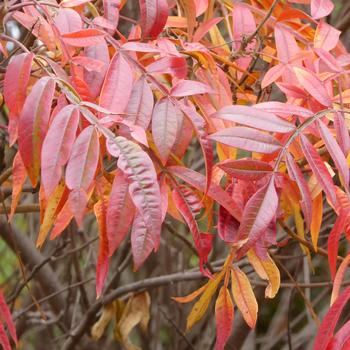 Rhus copallina var. latifolia 'Prairie Flame™' (232197)