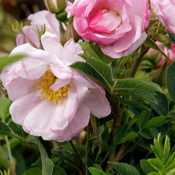 Rosa rugosa Seaside Swirl™ '' (232227)