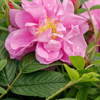 Rosa rugosa Seaside Swirl™ '' (232233)