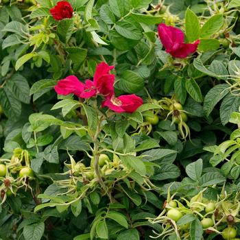 Rosa rugosa Seaside Swirl™ '' (232238)