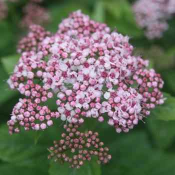 Spiraea fritschiana 'Pink-a-licious®' (232247)